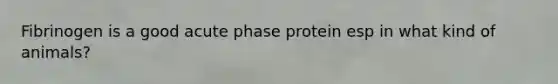 Fibrinogen is a good acute phase protein esp in what kind of animals?