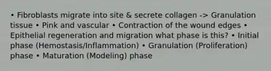 • Fibroblasts migrate into site & secrete collagen -> Granulation tissue • Pink and vascular • Contraction of the wound edges • Epithelial regeneration and migration what phase is this? • Initial phase (Hemostasis/Inflammation) • Granulation (Proliferation) phase • Maturation (Modeling) phase