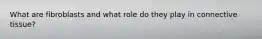 What are fibroblasts and what role do they play in connective tissue?