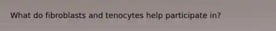 What do fibroblasts and tenocytes help participate in?