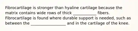 Fibrocartilage is stronger than hyaline cartilage because the matrix contains wide rows of thick ____________ fibers. Fibrocartilage is found where durable support is needed, such as between the __________________ and in the cartilage of the knee.