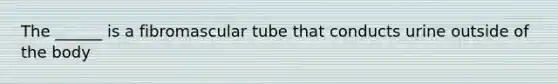 The ______ is a fibromascular tube that conducts urine outside of the body