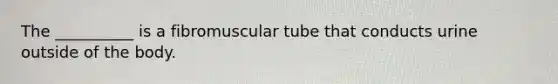 The __________ is a fibromuscular tube that conducts urine outside of the body.