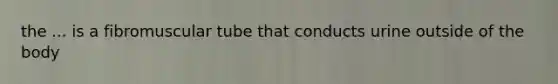 the ... is a fibromuscular tube that conducts urine outside of the body