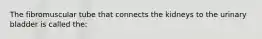 The fibromuscular tube that connects the kidneys to the urinary bladder is called the: