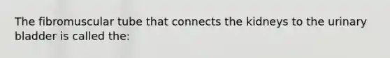 The fibromuscular tube that connects the kidneys to the urinary bladder is called the: