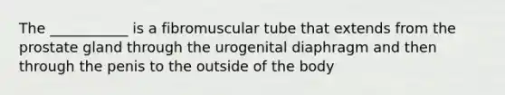 The ___________ is a fibromuscular tube that extends from the prostate gland through the urogenital diaphragm and then through the penis to the outside of the body