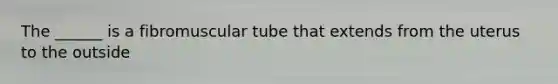 The ______ is a fibromuscular tube that extends from the uterus to the outside