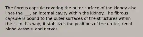 The fibrous capsule covering the outer surface of the kidney also lines the ___, an internal cavity within the kidney. The fibrous capsule is bound to the outer surfaces of the structures within the it. In this way, it stabilizes the positions of the ureter, renal blood vessels, and nerves.