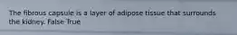 The fibrous capsule is a layer of adipose tissue that surrounds the kidney. False True