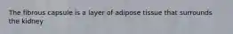 The fibrous capsule is a layer of adipose tissue that surrounds the kidney