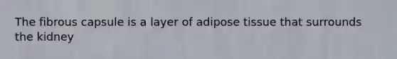 The fibrous capsule is a layer of adipose tissue that surrounds the kidney