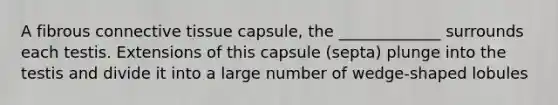 A fibrous connective tissue capsule, the _____________ surrounds each testis. Extensions of this capsule (septa) plunge into the testis and divide it into a large number of wedge-shaped lobules