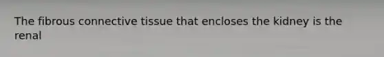 The fibrous connective tissue that encloses the kidney is the renal