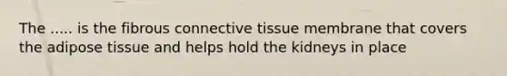 The ..... is the fibrous connective tissue membrane that covers the adipose tissue and helps hold the kidneys in place