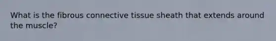 What is the fibrous connective tissue sheath that extends around the muscle?