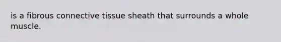 is a fibrous connective tissue sheath that surrounds a whole muscle.