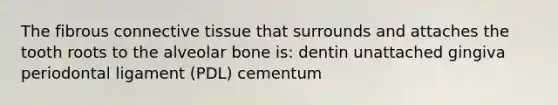 The fibrous connective tissue that surrounds and attaches the tooth roots to the alveolar bone is: dentin unattached gingiva periodontal ligament (PDL) cementum