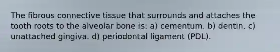 The fibrous connective tissue that surrounds and attaches the tooth roots to the alveolar bone is: a) cementum. b) dentin. c) unattached gingiva. d) periodontal ligament (PDL).