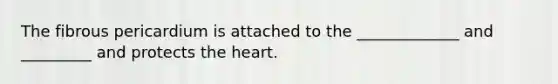 The fibrous pericardium is attached to the _____________ and _________ and protects the heart.