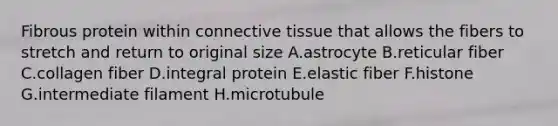 Fibrous protein within connective tissue that allows the fibers to stretch and return to original size A.astrocyte B.reticular fiber C.collagen fiber D.integral protein E.elastic fiber F.histone G.intermediate filament H.microtubule