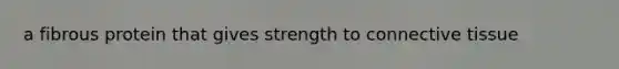 a fibrous protein that gives strength to connective tissue