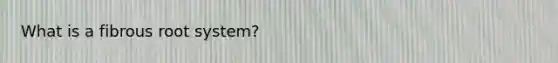What is a fibrous root system?