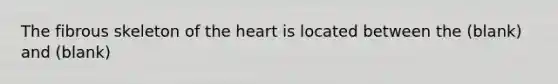 The fibrous skeleton of <a href='https://www.questionai.com/knowledge/kya8ocqc6o-the-heart' class='anchor-knowledge'>the heart</a> is located between the (blank) and (blank)