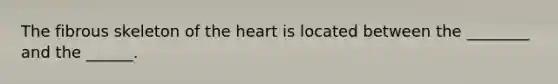 The fibrous skeleton of the heart is located between the ________ and the ______.