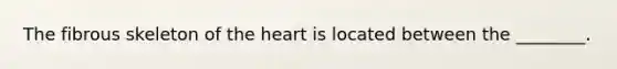 The fibrous skeleton of the heart is located between the ________.