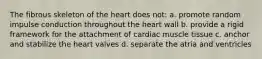 The fibrous skeleton of the heart does not: a. promote random impulse conduction throughout the heart wall b. provide a rigid framework for the attachment of cardiac muscle tissue c. anchor and stabilize the heart valves d. separate the atria and ventricles