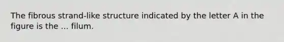 The fibrous strand-like structure indicated by the letter A in the figure is the ... filum.