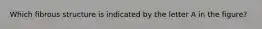 Which fibrous structure is indicated by the letter A in the figure?