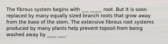 The fibrous system begins with ___ _____ root. But it is soon replaced by many equally sized branch roots that grow away from the base of the stem. The extensive fibrous root systems produced by many plants help prevent topsoil from being washed away by ____ ___.