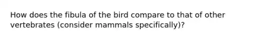 How does the fibula of the bird compare to that of other vertebrates (consider mammals specifically)?