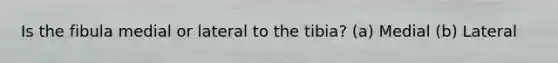 Is the fibula medial or lateral to the tibia? (a) Medial (b) Lateral