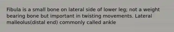 Fibula is a small bone on lateral side of lower leg; not a weight bearing bone but important in twisting movements. Lateral malleolus(distal end) commonly called ankle