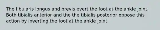 The fibularis longus and brevis evert the foot at the ankle joint. Both tibialis anterior and the the tibialis posterior oppose this action by inverting the foot at the ankle joint