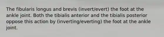 The fibularis longus and brevis (invert/evert) the foot at the ankle joint. Both the tibialis anterior and the tibialis posterior oppose this action by (inverting/everting) the foot at the ankle joint.