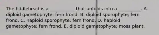 The fiddlehead is a ___________ that unfolds into a __________. A. diploid gametophyte; fern frond. B. diploid sporophyte; fern frond. C. haploid sporophyte; fern frond. D. haploid gametophyte; fern frond. E. diploid gametophyte; moss plant.