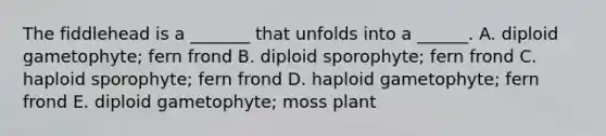 The fiddlehead is a _______ that unfolds into a ______. A. diploid gametophyte; fern frond B. diploid sporophyte; fern frond C. haploid sporophyte; fern frond D. haploid gametophyte; fern frond E. diploid gametophyte; moss plant