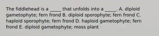 The fiddlehead is a _____ that unfolds into a _____. A. diploid gametophyte; fern frond B. diploid sporophyte; fern frond C. haploid sporophyte; fern frond D. haploid gametophyte; fern frond E. diploid gametophyte; moss plant