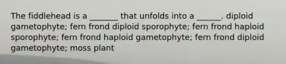 The fiddlehead is a _______ that unfolds into a ______. diploid gametophyte; fern frond diploid sporophyte; fern frond haploid sporophyte; fern frond haploid gametophyte; fern frond diploid gametophyte; moss plant