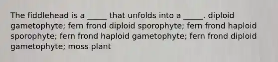 The fiddlehead is a _____ that unfolds into a _____. diploid gametophyte; fern frond diploid sporophyte; fern frond haploid sporophyte; fern frond haploid gametophyte; fern frond diploid gametophyte; moss plant