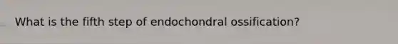 What is the fifth step of endochondral ossification?