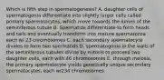 Which is fifth step in spermatogenesis? A. daughter cells of spermatogonia differentiate into slightly larger cells called primary spermatocytes, which move towards the lumen of the seminiferous tubule B. Spermatids differentiate to form heads and tails and eventually transform into mature spermatozoa each w/ 23 chromosomes C. each secondary spermatocyte divides to form two spermatids D. spermatogonia in the walls of the seminiferous tubules divide by mitosis to proceed two daughter cells, each with 46 chromosomes E. through meiosis, the primary spermatocyte yields genetically unique secondary spermatocytes, each w/234 chromosomes