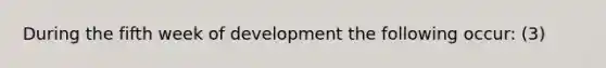 During the fifth week of development the following occur: (3)