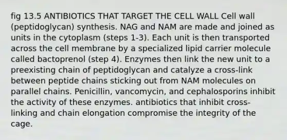 fig 13.5 ANTIBIOTICS THAT TARGET THE CELL WALL Cell wall (peptidoglycan) synthesis. NAG and NAM are made and joined as units in the cytoplasm (steps 1-3). Each unit is then transported across the cell membrane by a specialized lipid carrier molecule called bactoprenol (step 4). Enzymes then link the new unit to a preexisting chain of peptidoglycan and catalyze a cross-link between peptide chains sticking out from NAM molecules on parallel chains. Penicillin, vancomycin, and cephalosporins inhibit the activity of these enzymes. antibiotics that inhibit cross-linking and chain elongation compromise the integrity of the cage.