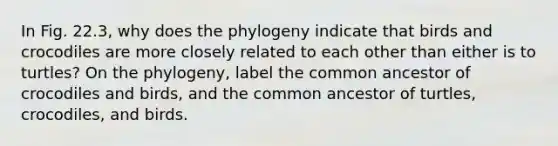 In Fig. 22.3, why does the phylogeny indicate that birds and crocodiles are more closely related to each other than either is to turtles? On the phylogeny, label the common ancestor of crocodiles and birds, and the common ancestor of turtles, crocodiles, and birds.