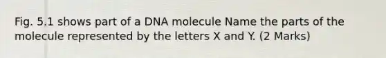 Fig. 5.1 shows part of a DNA molecule Name the parts of the molecule represented by the letters X and Y. (2 Marks)